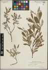 Foto von Salix glauca L. x Salix phylicifolia L.